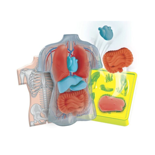 Science & Jeu Laboratoire : MINI Labo d'anatomie